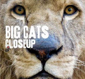 Big Cats Close Up
