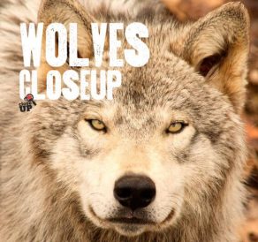 Wolves Close Up - Wild Dog Books
