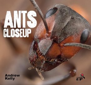 Ants CloseUp - Wild Dog Books